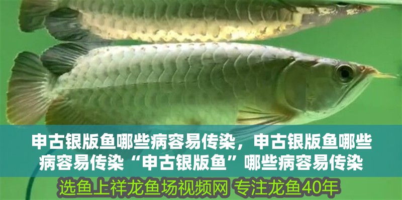申古銀版魚哪些病容易傳染，申古銀版魚哪些病容易傳染“申古銀版魚”哪些病容易傳染 申古銀版魚哪些病容易傳染，申古銀版魚哪些病容易傳染“申古銀版魚”哪些病容易傳染 龍魚百科