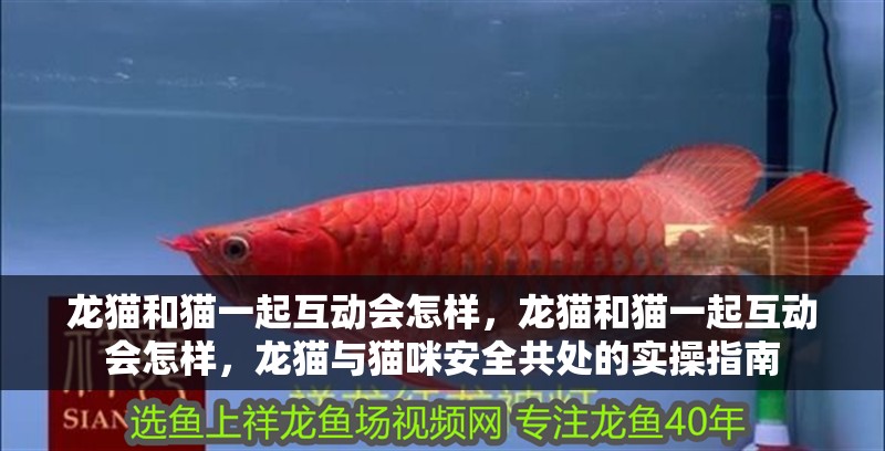 龍貓和貓一起互動(dòng)會(huì)怎樣，龍貓和貓一起互動(dòng)會(huì)怎樣，龍貓與貓咪安全共處的實(shí)操指南