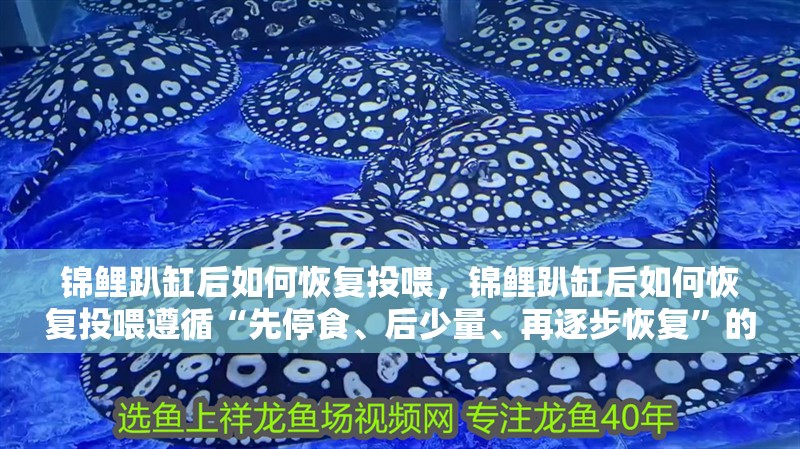 鸚鵡魚和銀龍魚混養怎樣喂食 錦鯉趴缸后如何恢復投喂,錦鯉趴缸后如何恢復投喂遵循“先停食、后少量、再逐步恢復”的科學原則 龍魚百科 錦鯉趴缸后如何恢復投喂,錦鯉趴缸后如何恢復投喂遵循“先停食、后少量、再逐步恢復”的科學原則 錦鯉趴缸后如何恢復投喂,錦鯉趴缸后如何恢復投喂遵循“先停食、后少量、再逐步恢復”的科學原則 龍魚百科