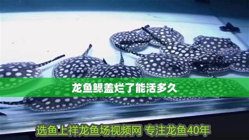 龍魚鰓蓋爛了能活多久 龍魚鰓蓋爛了能活多久 龍魚百科