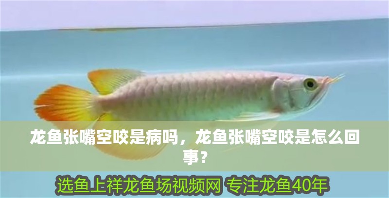 龍魚干蝦有營養(yǎng)嗎 龍魚張嘴空咬是病嗎,龍魚張嘴空咬是怎么回事? 龍魚百科 龍魚張嘴空咬是病嗎,龍魚張嘴空咬是怎么回事? 龍魚張嘴空咬是病嗎,龍魚張嘴空咬是怎么回事? 龍魚百科