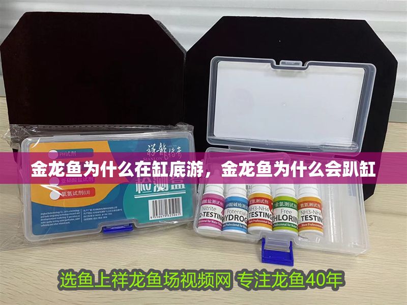 金龍魚為什么在缸底游，金龍魚為什么會趴缸