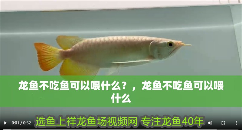 魚(yú)缸造景先放沙還是先放水(魚(yú)缸造景先鋪沙還是先放石頭) 龍魚(yú)不吃魚(yú)可以喂什么?,龍魚(yú)不吃魚(yú)可以喂什么 龍魚(yú)百科 龍魚(yú)不吃魚(yú)可以喂什么?,龍魚(yú)不吃魚(yú)可以喂什么 龍魚(yú)不吃魚(yú)可以喂什么?,龍魚(yú)不吃魚(yú)可以喂什么 龍魚(yú)百科