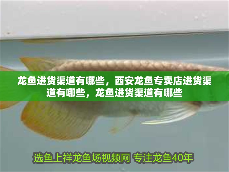 龍魚進貨渠道有哪些，西安龍魚專賣店進貨渠道有哪些，龍魚進貨渠道有哪些