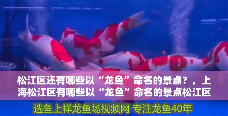 <strong><mark>松江</mark></strong>區還有哪些以“龍魚”命名的景點？，上海<strong><mark>松江</mark></strong>區有哪些以“龍魚”命名的景點<strong><mark>松江</mark></strong>區有哪些