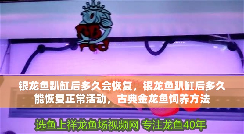 魚缸用增氧泵價(jià)格是多少:魚缸增氧機(jī)-xtrac增氧機(jī)-xtrac增氧機(jī) 銀龍魚趴缸后多久會(huì)恢復(fù),銀龍魚趴缸后多久能恢復(fù)正常活動(dòng),古典金龍魚飼養(yǎng)方法 龍魚百科 銀龍魚趴缸后多久會(huì)恢復(fù),銀龍魚趴缸后多久能恢復(fù)正常活動(dòng),古典金龍魚飼養(yǎng)方法 銀龍魚趴缸后多久會(huì)恢復(fù),銀龍魚趴缸后多久能恢復(fù)正常活動(dòng),古典金龍魚飼養(yǎng)方法 龍魚百科