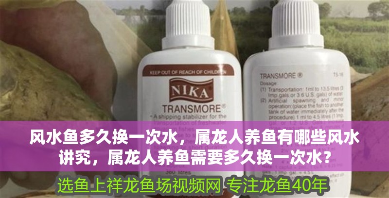 風水魚多久換一次水，屬龍人養魚有哪些風水講究，屬龍人養魚需要多久換一次水？