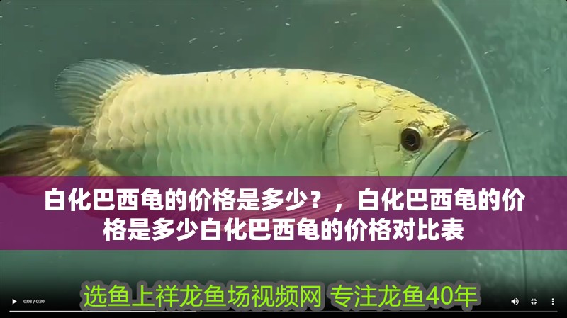 白化巴西龜?shù)膬r(jià)格是多少？，白化巴西龜?shù)膬r(jià)格是多少白化巴西龜?shù)膬r(jià)格對(duì)比表