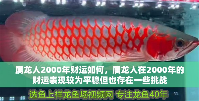 屬龍人2000年財運如何，屬龍人在2000年的財運表現較為平穩但也存在一些挑戰 屬龍人2000年財運如何，屬龍人在2000年的財運表現較為平穩但也存在一些挑戰 龍魚百科