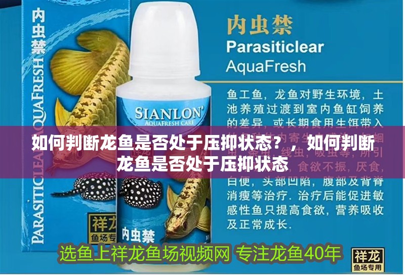 如何判斷龍魚是否處于壓抑狀態？，如何判斷龍魚是否處于壓抑狀態