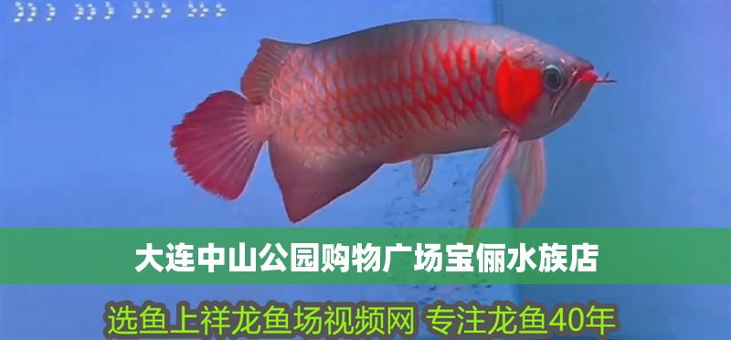 大連中山公園購物廣場寶儷水族店 大連中山公園購物廣場寶儷水族店 全國水族館企業(yè)名錄 第1張