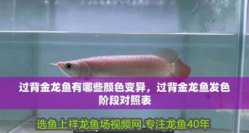 過背金龍魚有哪些顏色變異，過背金龍魚發色階段對照表