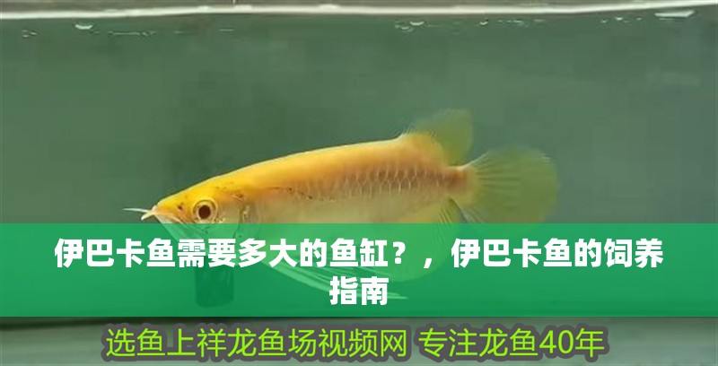 伊巴卡魚需要多大的魚缸？，伊巴卡魚的飼養(yǎng)指南