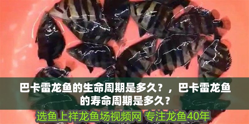 魚(yú)缸過(guò)濾器選購(gòu)指南:自制魚(yú)缸過(guò)濾器魚(yú)缸上置過(guò)濾器對(duì)于養(yǎng)魚(yú)愛(ài)好者的必備知識(shí) 巴卡雷龍魚(yú)的生命周期是多久?,巴卡雷龍魚(yú)的壽命周期是多久? 龍魚(yú)百科 巴卡雷龍魚(yú)的生命周期是多久?,巴卡雷龍魚(yú)的壽命周期是多久? 巴卡雷龍魚(yú)的生命周期是多久?,巴卡雷龍魚(yú)的壽命周期是多久? 龍魚(yú)百科