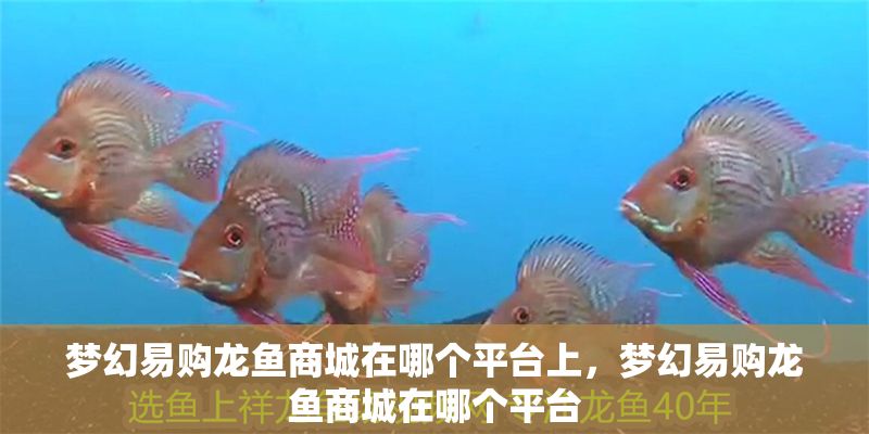 夢幻易購龍魚商城在哪個平臺上，夢幻易購龍魚商城在哪個平臺
