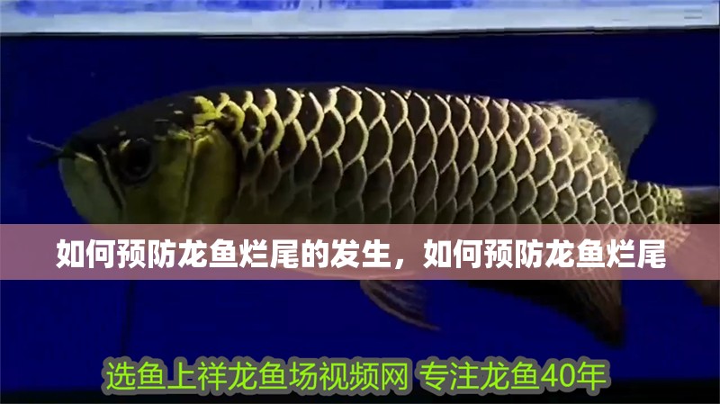 如何預防龍魚爛尾的發生，如何預防龍魚爛尾 如何預防龍魚爛尾的發生，如何預防龍魚爛尾 龍魚百科