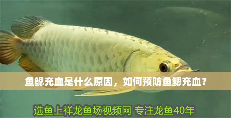 魚鰓充血是什么原因，如何預防魚鰓充血？ 魚鰓充血是什么原因，如何預防魚鰓充血？ 龍魚百科