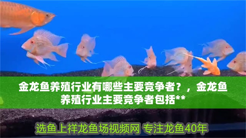 金龍魚養(yǎng)殖行業(yè)有哪些主要競爭者？，金龍魚養(yǎng)殖行業(yè)主要競爭者包括** 金龍魚養(yǎng)殖行業(yè)有哪些主要競爭者？，金龍魚養(yǎng)殖行業(yè)主要競爭者包括** 龍魚百科