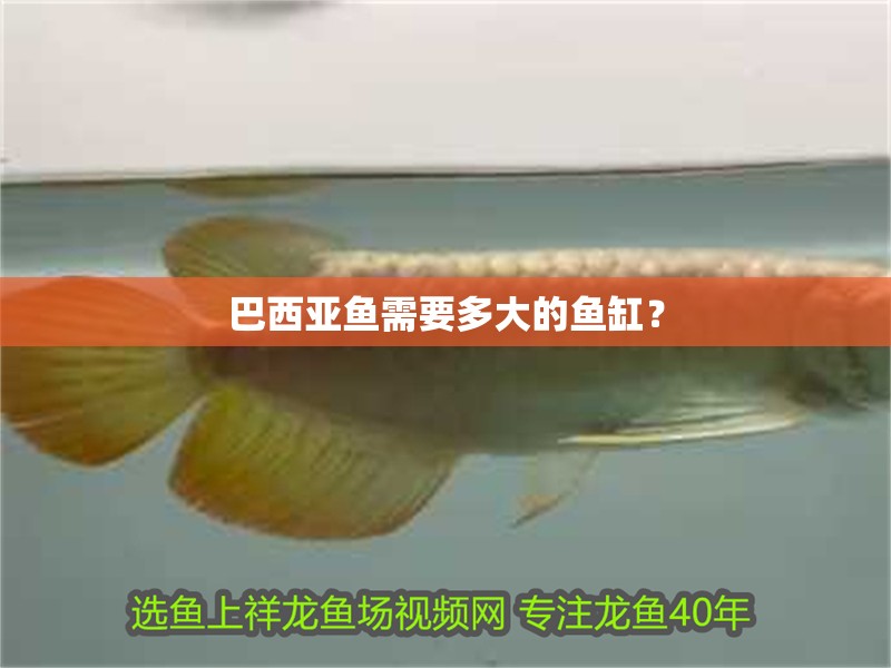 巴西亞魚需要多大的魚缸？ 巴西亞魚需要多大的魚缸？ 龍魚百科