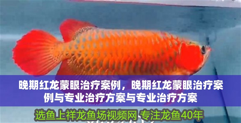 晚期紅龍蒙眼治療案例，晚期紅龍蒙眼治療案例與專業治療方案與專業治療方案 晚期紅龍蒙眼治療案例，晚期紅龍蒙眼治療案例與專業治療方案與專業治療方案 龍魚百科