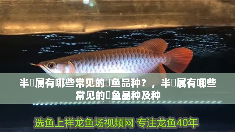 半魟屬有哪些常見的魟魚品種？，半魟屬有哪些常見的魟魚品種及種