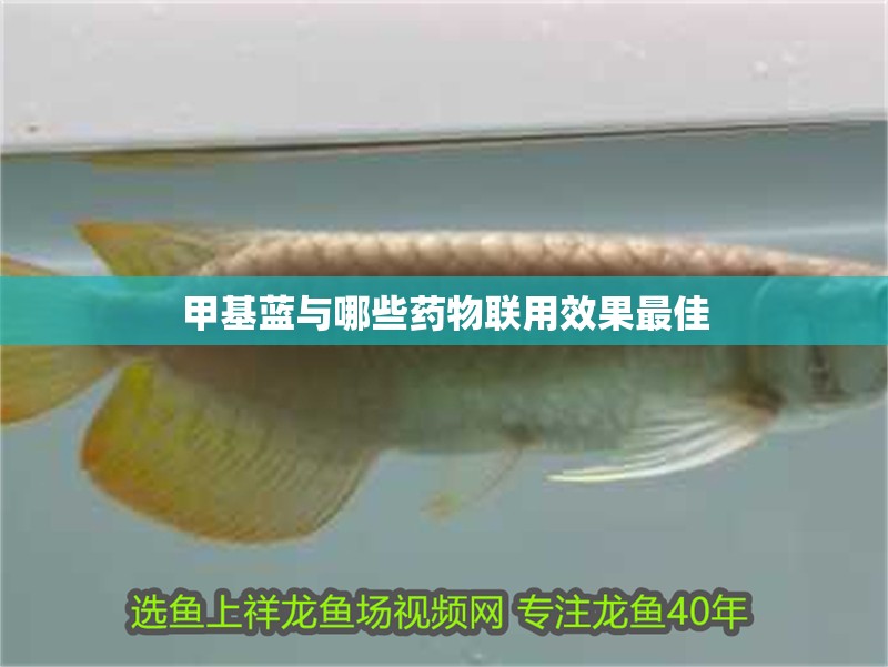 甲基藍(lán)與哪些藥物聯(lián)用效果最佳 甲基藍(lán)與哪些藥物聯(lián)用效果最佳 龍魚(yú)百科