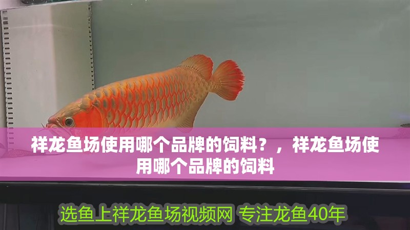 祥龍魚場使用哪個品牌的飼料？，祥龍魚場使用哪個品牌的飼料 祥龍魚場使用哪個品牌的飼料？，祥龍魚場使用哪個品牌的飼料 龍魚百科