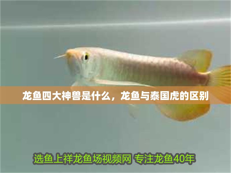 龍魚四大神獸是什么，龍魚與泰國虎的區別