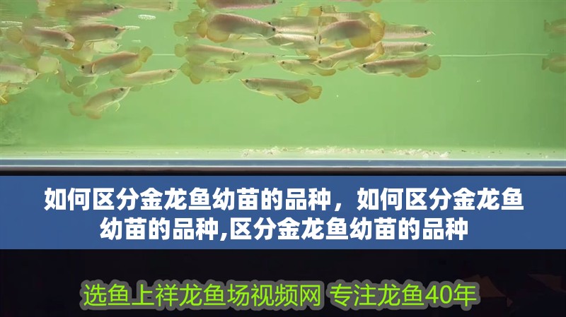 如何區分金龍魚幼苗的品種，如何區分金龍魚幼苗的品種,區分金龍魚幼苗的品種 如何區分金龍魚幼苗的品種，如何區分金龍魚幼苗的品種,區分金龍魚幼苗的品種 龍魚百科