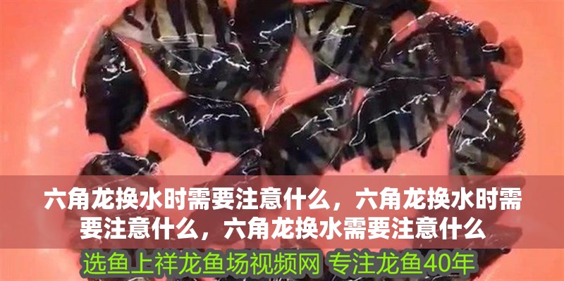 魚缸造景先放沙還是先放水(魚缸造景先鋪沙還是先放石頭) 六角龍換水時需要注意什么,六角龍換水時需要注意什么,六角龍換水需要注意什么 龍魚百科 六角龍換水時需要注意什么,六角龍換水時需要注意什么,六角龍換水需要注意什么 六角龍換水時需要注意什么,六角龍換水時需要注意什么,六角龍換水需要注意什么 龍魚百科