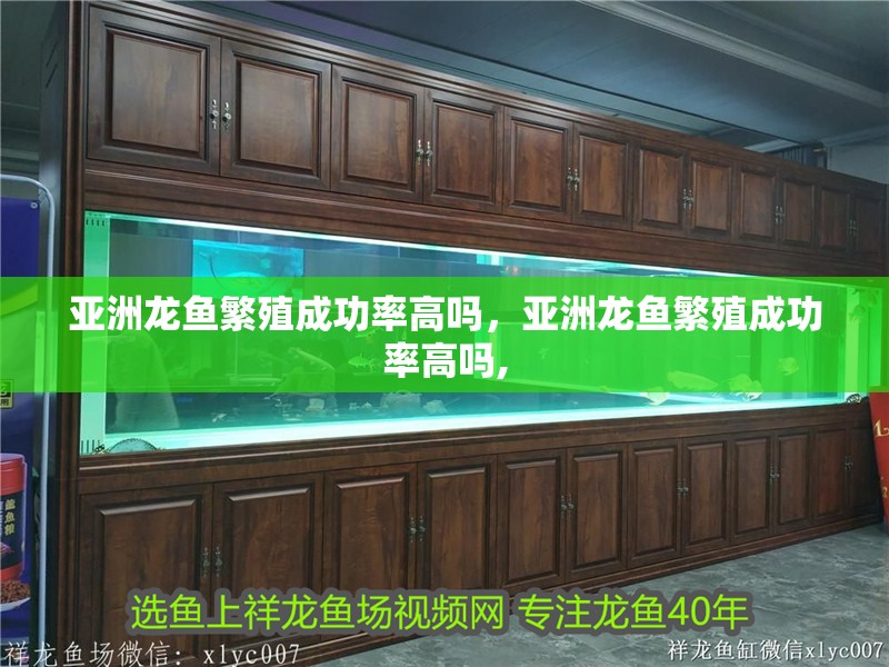 亞洲龍魚繁殖成功率高嗎，亞洲龍魚繁殖成功率高嗎,