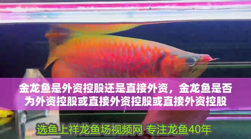 金龍魚是外資控股還是直接外資，金龍魚是否為外資控股或直接外資控股或直接外資控股