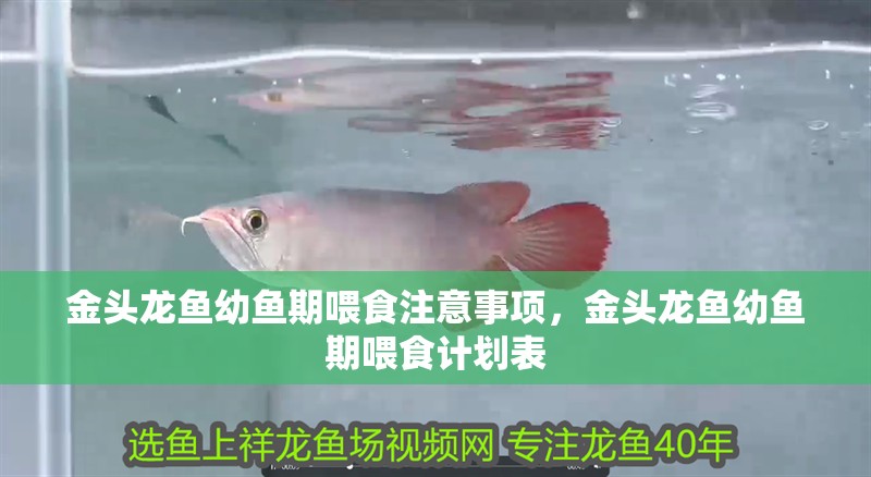 金頭龍魚幼魚期喂食注意事項，金頭龍魚幼魚期喂食計劃表 金頭龍魚幼魚期喂食注意事項，金頭龍魚幼魚期喂食計劃表 龍魚百科