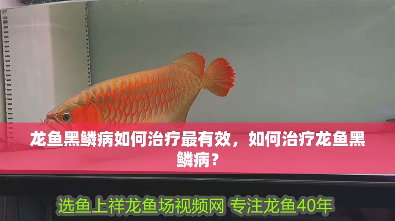 魚缸過濾器選購指南:自制魚缸過濾器魚缸上置過濾器對于養(yǎng)魚愛好者的必備知識 龍魚黑鱗病如何治療最有效,如何治療龍魚黑鱗病? 龍魚百科 龍魚黑鱗病如何治療最有效,如何治療龍魚黑鱗病? 龍魚黑鱗病如何治療最有效,如何治療龍魚黑鱗病? 龍魚百科