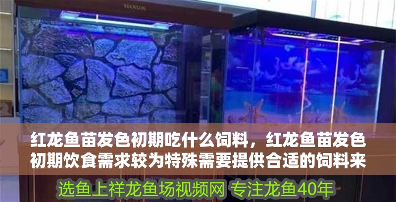 紅龍魚苗發色初期吃什么飼料，紅龍魚苗發色初期飲食需求較為特殊需要提供合適的飼料來支持其健康成長