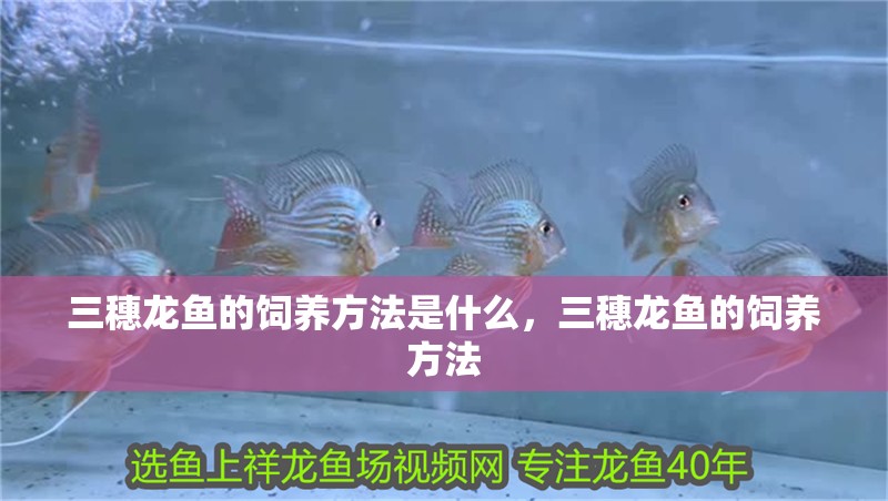 龍魚(yú)干蝦有營(yíng)養(yǎng)嗎 三穗龍魚(yú)的飼養(yǎng)方法是什么,三穗龍魚(yú)的飼養(yǎng)方法 龍魚(yú)百科 三穗龍魚(yú)的飼養(yǎng)方法是什么,三穗龍魚(yú)的飼養(yǎng)方法 三穗龍魚(yú)的飼養(yǎng)方法是什么,三穗龍魚(yú)的飼養(yǎng)方法 龍魚(yú)百科