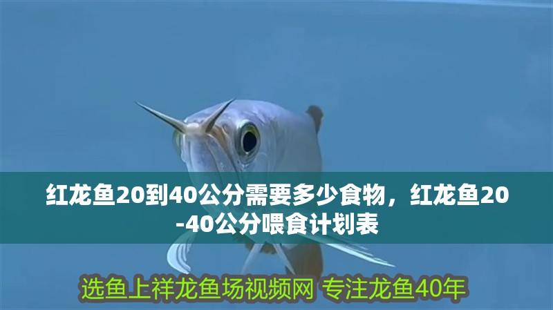 紅龍魚20到40公分需要多少食物，紅龍魚20-40公分喂食計劃表
