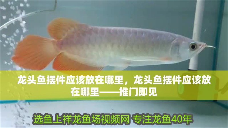 龍頭魚擺件應該放在哪里，龍頭魚擺件應該放在哪里——推門即見 龍頭魚擺件應該放在哪里，龍頭魚擺件應該放在哪里——推門即見 龍魚百科