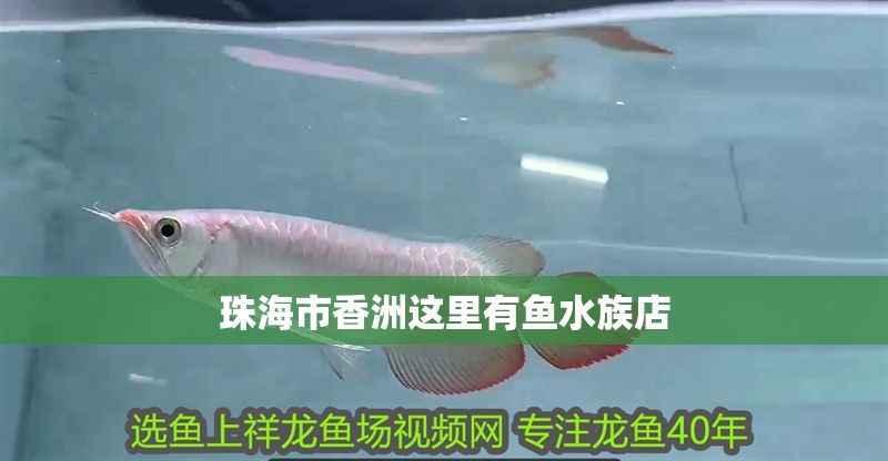 珠海市香洲這里有魚(yú)水族店 全國(guó)水族館企業(yè)名錄 第1張 珠海市香洲這里有魚(yú)水族店 珠海市香洲這里有魚(yú)水族店 全國(guó)水族館企業(yè)名錄 第1張