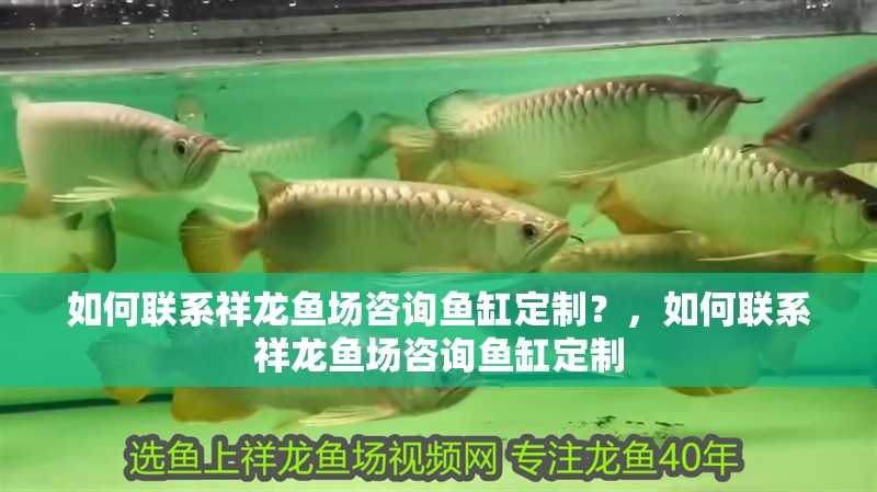 如何聯系祥龍魚場咨詢魚缸定制？，如何聯系祥龍魚場咨詢魚缸定制 如何聯系祥龍魚場咨詢魚缸定制？，如何聯系祥龍魚場咨詢魚缸定制 龍魚百科