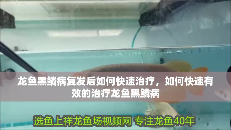 龍魚黑鱗病復發后如何快速治療，如何快速有效的治療龍魚黑鱗病