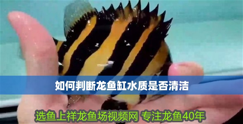 魚缸過濾器選購指南:自制魚缸過濾器魚缸上置過濾器對于養(yǎng)魚愛好者的必備知識 如何判斷龍魚缸水質是否清潔 龍魚百科 如何判斷龍魚缸水質是否清潔 如何判斷龍魚缸水質是否清潔 龍魚百科