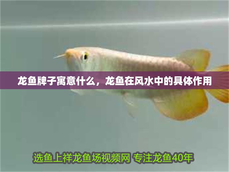 龍魚牌子寓意什么，龍魚在風水中的具體作用