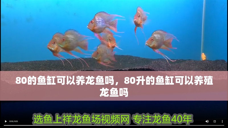 80的魚缸可以養(yǎng)龍魚嗎，80升的魚缸可以養(yǎng)殖龍魚嗎
