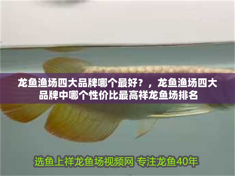 龍魚干蝦有營養嗎 龍魚漁場四大品牌哪個最好?,龍魚漁場四大品牌中哪個性價比最高祥龍魚場排名 龍魚百科 龍魚漁場四大品牌哪個最好?,龍魚漁場四大品牌中哪個性價比最高祥龍魚場排名 龍魚漁場四大品牌哪個最好?,龍魚漁場四大品牌中哪個性價比最高祥龍魚場排名 龍魚百科