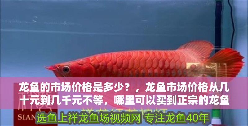 龍魚的市場價格是多少？，龍魚市場價格從幾十元到幾千元不等，哪里可以買到正宗的龍魚 龍魚的市場價格是多少？，龍魚市場價格從幾十元到幾千元不等，哪里可以買到正宗的龍魚 龍魚百科