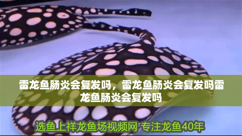 雷龍魚腸炎會復發嗎，雷龍魚腸炎會復發嗎雷龍魚腸炎會復發嗎