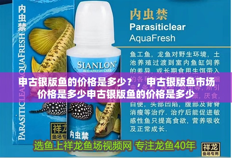 申古銀版魚的價(jià)格是多少？，申古銀版魚市場價(jià)格是多少申古銀版魚的價(jià)格是多少