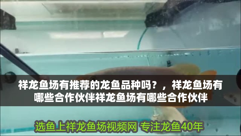 魚缸造景先放沙還是先放水(魚缸造景先鋪沙還是先放石頭) 祥龍魚場有推薦的龍魚品種嗎?,祥龍魚場有哪些合作伙伴祥龍魚場有哪些合作伙伴 龍魚百科 祥龍魚場有推薦的龍魚品種嗎?,祥龍魚場有哪些合作伙伴祥龍魚場有哪些合作伙伴 祥龍魚場有推薦的龍魚品種嗎?,祥龍魚場有哪些合作伙伴祥龍魚場有哪些合作伙伴 龍魚百科