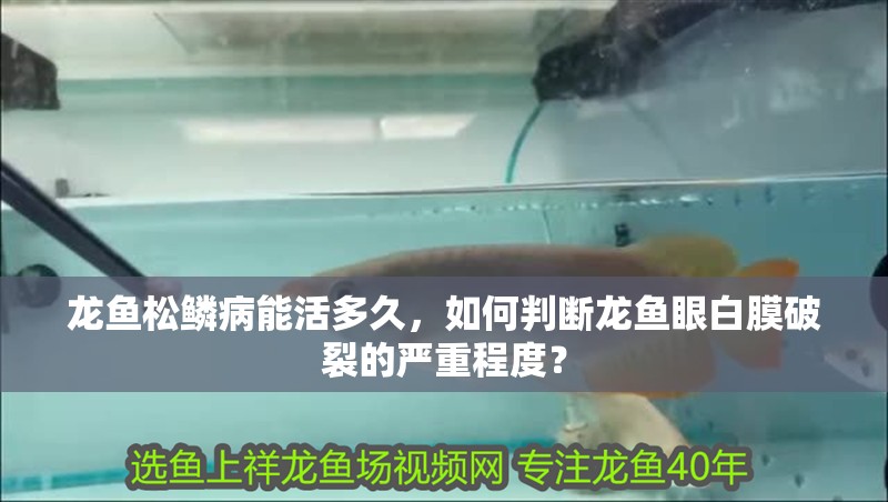 龍魚松鱗病能活多久，如何判斷龍魚眼白膜破裂的嚴(yán)重程度？